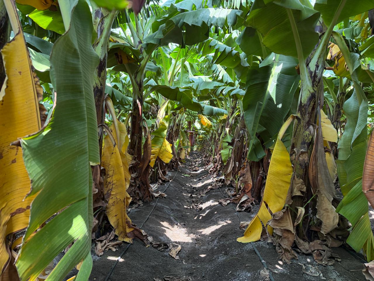 Banana plantation at the agricultural origins of RECORE™ materials