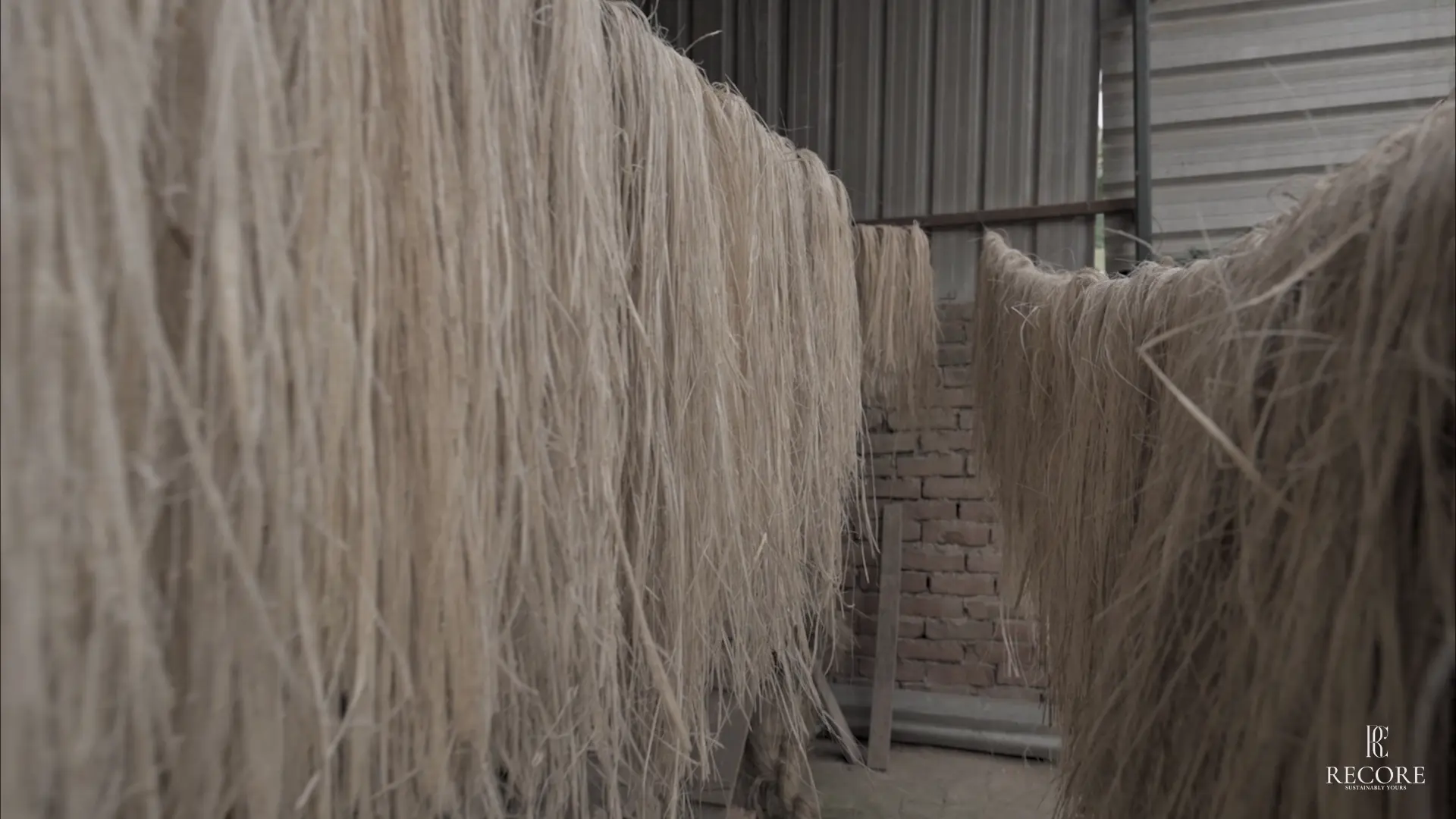 Extracted banana fibre hanging to dry in long combed lengths at a processing shed