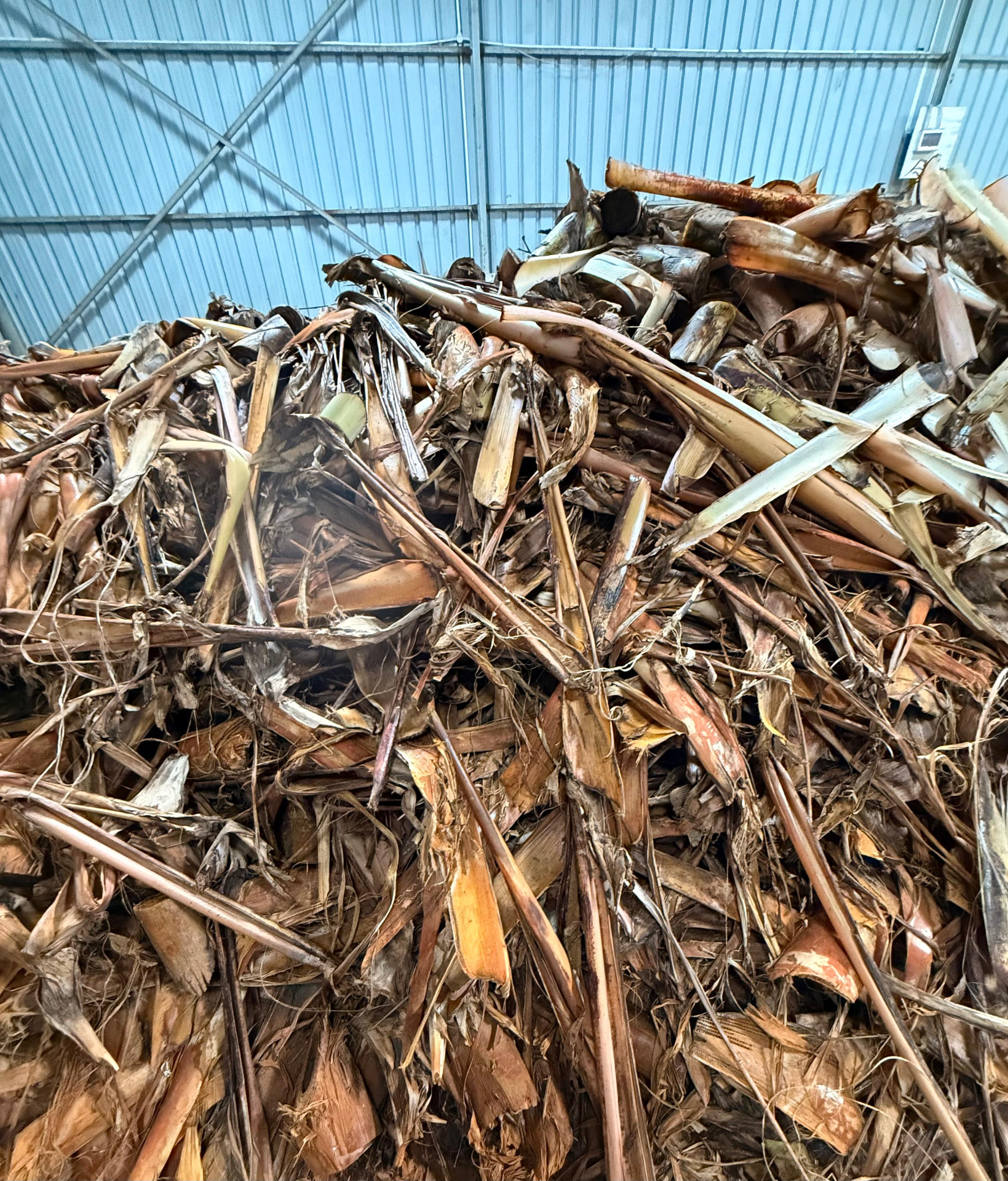 Banana agricultural residue collected for material processing