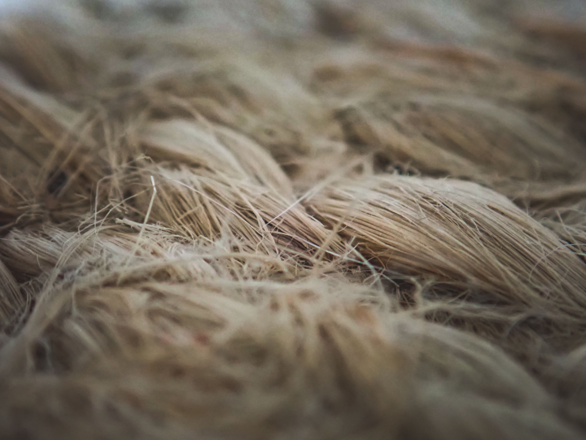 Close-up of banana fibre strands — the raw agricultural input for RECORE™ biomaterials