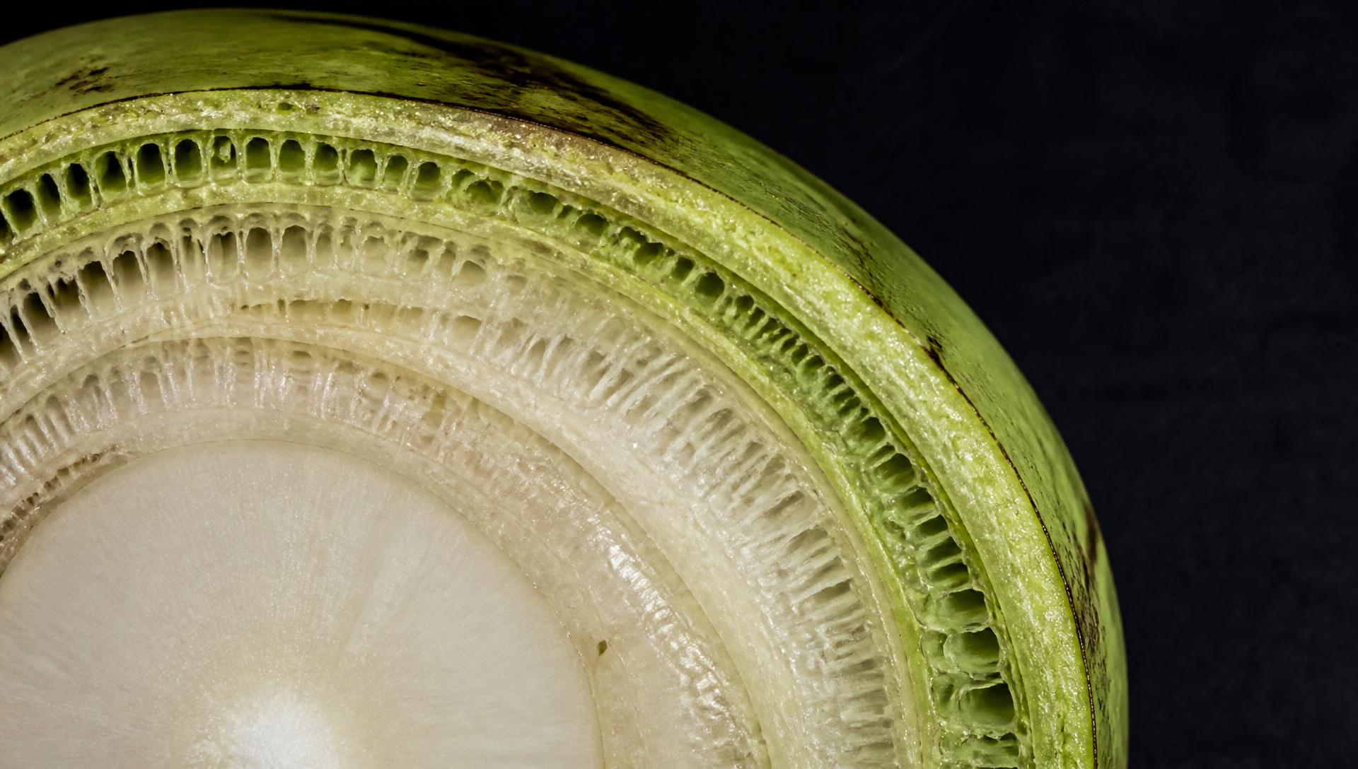 Macro cross-section of a banana pseudostem showing its layered fibrous structure